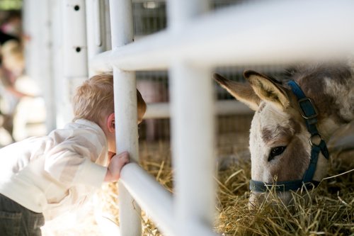 A young child leans over a fence to observe a donkey eating hay in a barn setting.