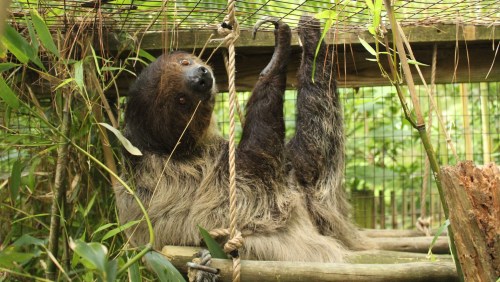 A sloth hanging upside down from a wooden structure, surrounded by greenery in a natural habitat.