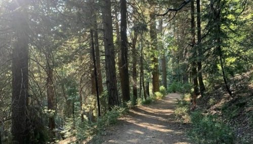 A sunlit forest path winding through tall trees and lush greenery.