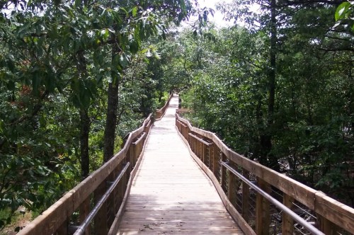 A wooden boardwalk winding through a lush green forest on a sunny day.
