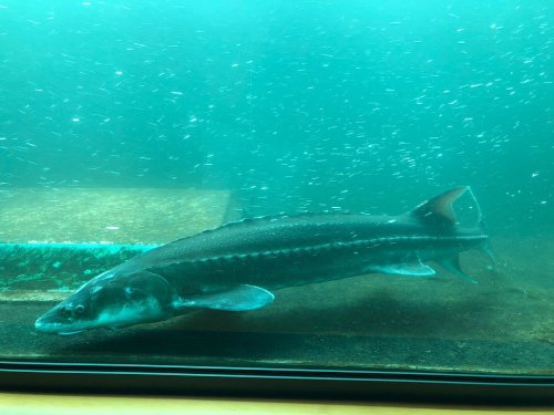 A sturgeon swims gracefully in a clear aquarium, surrounded by small fish in the background.