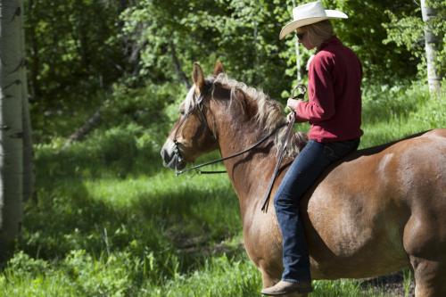 A person in a cowboy hat sits on a brown horse in a lush green forest.