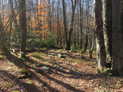 A serene forest scene with bare trees, scattered rocks, and autumn leaves on the ground, illuminated by soft sunlight.