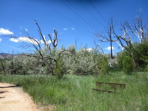 A dirt path leads through tall grass and sparse trees under a clear blue sky with power lines in the background.