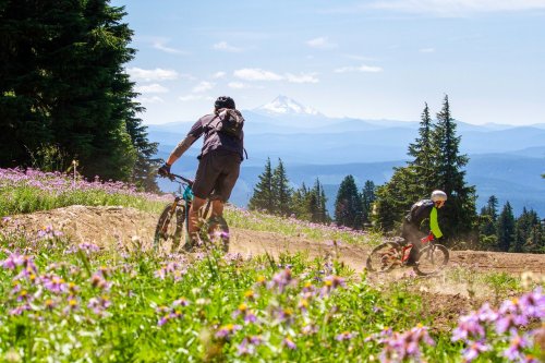 Two mountain bikers ride on a dirt trail surrounded by wildflowers, with a mountain in the background under a clear blue sky.