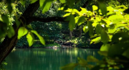 A serene lake surrounded by lush green foliage, reflecting the vibrant colors of nature.