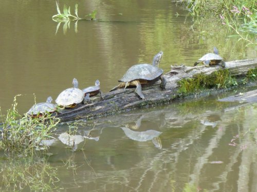 A group of turtles basking on a log in a calm pond, with their reflections visible in the water.