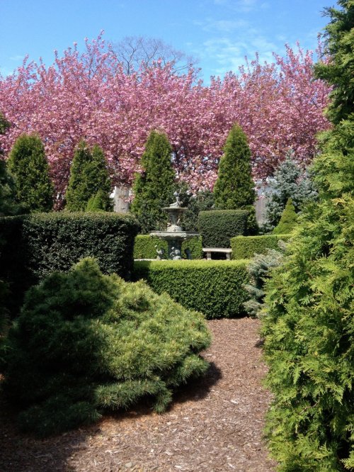 A lush garden featuring neatly trimmed hedges, a fountain, and blooming pink cherry trees under a clear blue sky.