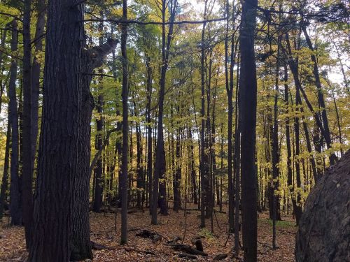 A serene forest scene with tall trees and vibrant yellow leaves, creating a peaceful autumn atmosphere.