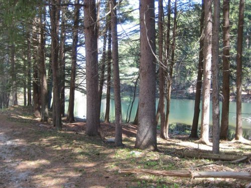 A serene forest scene with tall trees lining a calm, reflective lake under a clear blue sky.