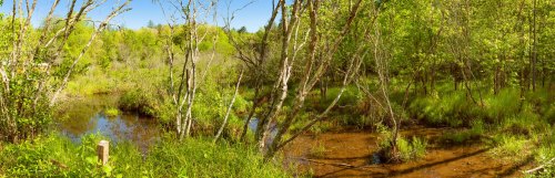 A serene wetland scene with lush greenery, trees, and a calm water body under a clear blue sky.