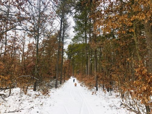 A snowy forest path lined with trees, featuring a person walking a dog amidst winter scenery.