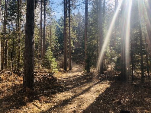 A sunlit forest path surrounded by tall trees and dappled sunlight filtering through the branches.