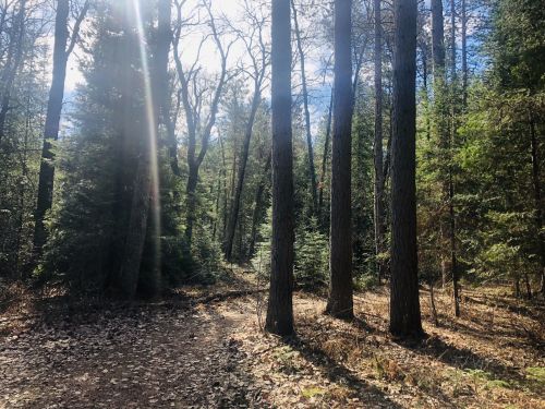 Sunlight filters through tall trees in a serene forest, casting shadows on a winding dirt path.