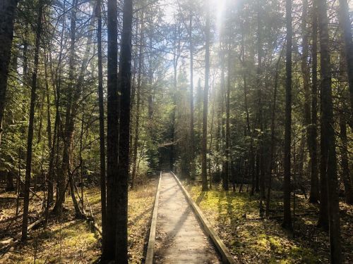 A sunlit wooden path through a dense forest, surrounded by tall trees and greenery.