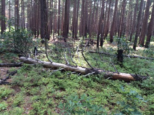 A fallen tree with branches lies on the forest floor, surrounded by greenery and tall trees in a wooded area.