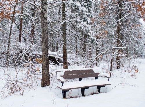 A snow-covered bench in a tranquil forest, surrounded by trees and a blanket of fresh snow.