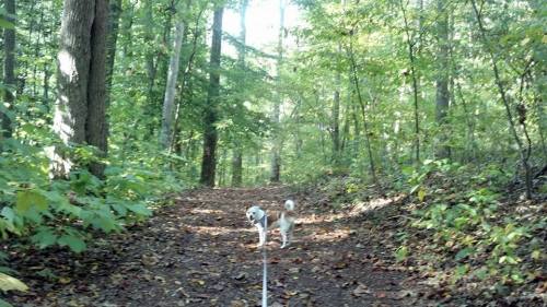 A small dog on a leash stands on a dirt path in a lush, green forest surrounded by trees and fallen leaves.