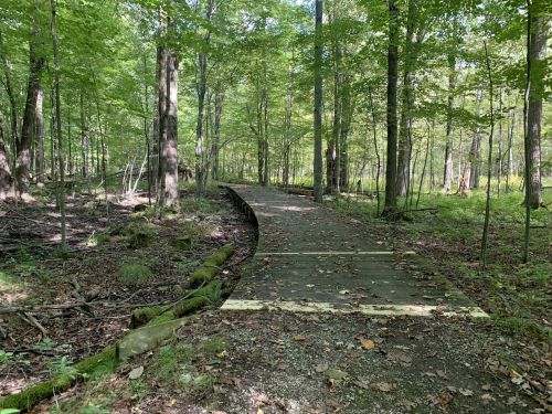 A wooden path winding through a lush green forest with tall trees and dappled sunlight.