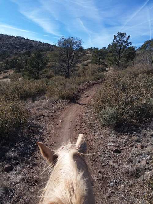 View from atop a horse, looking down a dirt trail surrounded by trees and shrubs under a blue sky.