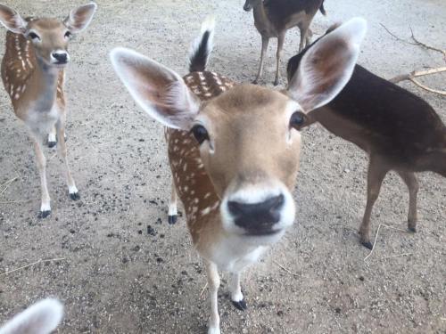A close-up of a curious deer with spots, surrounded by other deer in a natural setting.