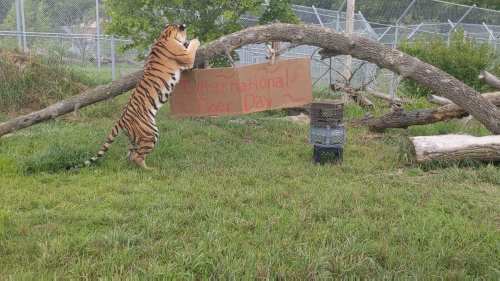 A tiger stands on its hind legs next to a sign that reads "International Tiger Day," surrounded by grass and trees.