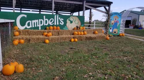 A farm display with pumpkins on hay bales, featuring a colorful sign that reads "Campbell's" in the background.