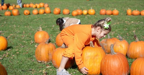 A child in an orange outfit lifts a pumpkin in a field filled with pumpkins, with another child in the background.