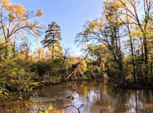 A serene river scene surrounded by lush trees and greenery under a clear blue sky.