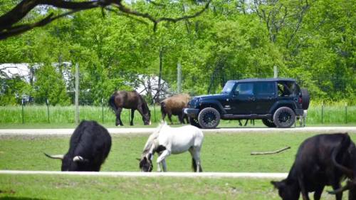A black Jeep parked near a field with grazing horses and cows under a clear blue sky.