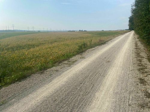 A gravel road stretches through a field with yellow flowers under a clear sky, bordered by trees in the distance.