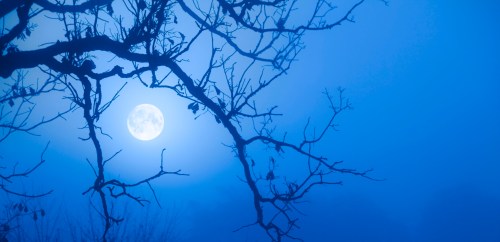 A full moon shines through a foggy night sky, framed by bare tree branches.