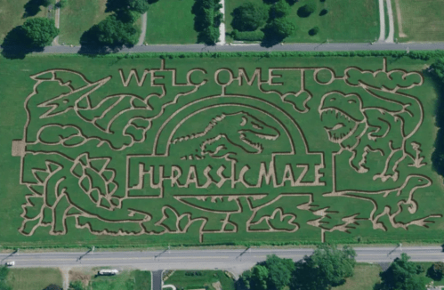 Aerial view of a large corn maze featuring dinosaur designs and the text "Welcome to Jurassic Maze."