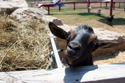 A curious goat peeks over a wooden fence, surrounded by hay and a grassy area.