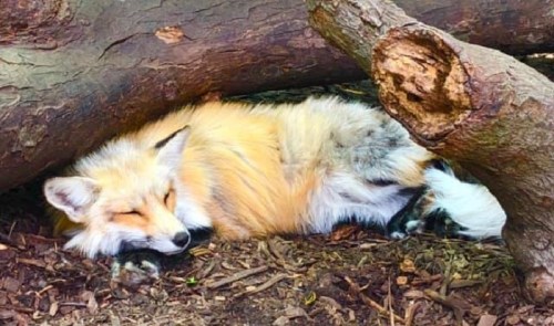 A sleeping fox curled up between two logs, resting on a bed of wood chips.