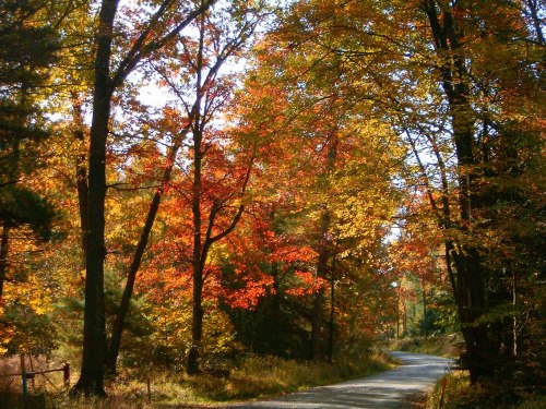A winding road surrounded by vibrant autumn trees in shades of red, orange, and yellow.