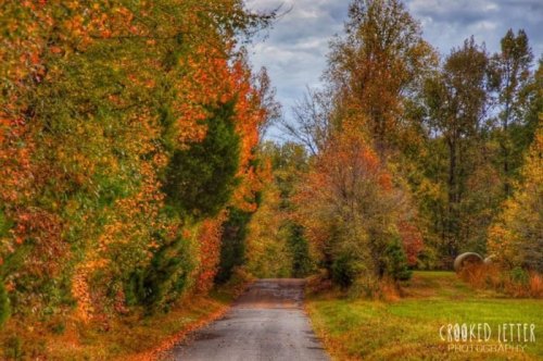 A scenic road lined with trees displaying vibrant autumn foliage under a cloudy sky.