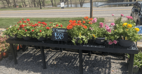A table displaying colorful flowers for sale, with a sign indicating a price of $38 for 12" ranunculus.