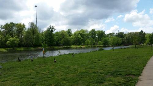 A serene park scene with a river, green trees, and geese grazing on the grass under a partly cloudy sky.