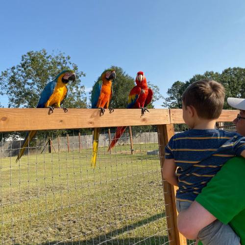 A child and an adult watch colorful parrots perched on a wooden fence in a sunny outdoor setting.