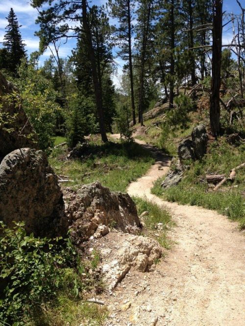 A winding dirt path through a lush forest, surrounded by rocks and tall trees under a clear blue sky.