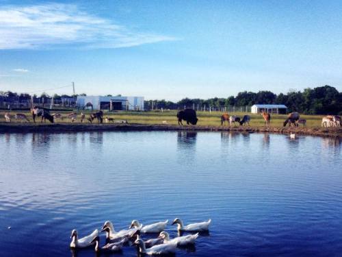 A serene landscape featuring a pond with ducks, surrounded by various farm animals grazing in a green field.