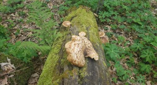 A moss-covered log in a forest, featuring large, textured mushrooms and surrounding green foliage.