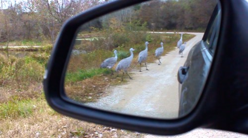 A line of cranes walking along a dirt road, seen in the side mirror of a car.