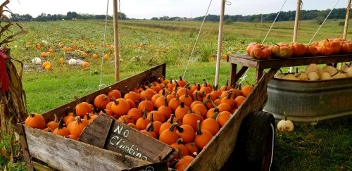 A rustic cart filled with bright orange pumpkins, set against a field of pumpkins and greenery under a cloudy sky.