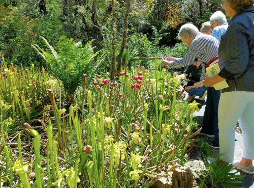 Visitors admire a vibrant garden filled with various pitcher plants and lush greenery on a sunny day.