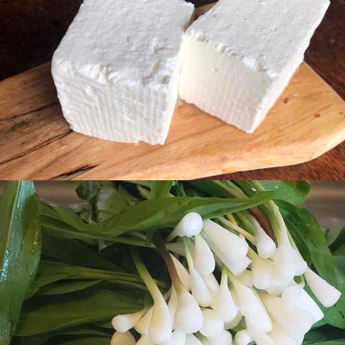 A wooden board with two blocks of fresh cheese next to a bunch of white spring onions.