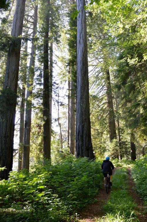 A person rides a bike along a narrow path surrounded by tall trees and lush greenery in a forest.