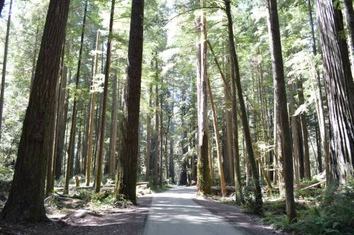 A serene forest path lined with tall trees, sunlight filtering through the leaves, creating a peaceful atmosphere.