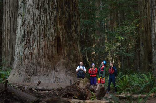 Four people stand beside a massive redwood tree in a lush forest, surrounded by greenery and fallen logs.